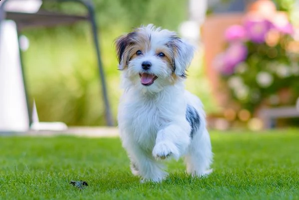 email : arwenbrades10[at]gmail[.com] bellissimi cuccioli di havanese con pedigree, tricolori, bianco-aran