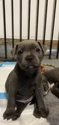 cuccioli di staffordshire bull terrier