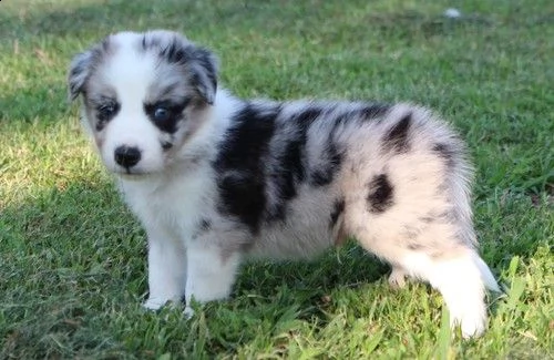 regalo adorabili cuccioli pastore australiano femminucce e maschietti gratuita