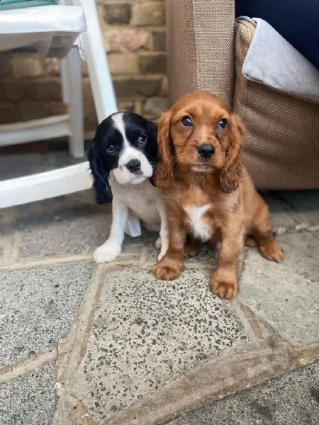 cuccioli di cavalier king  femminucce e maschietti per l'adozione