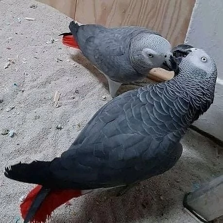 adorabile coppia di pappagalli grigi africani per l'adozione