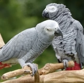 adorabile coppia di pappagalli grigi africani per l'adozione | Foto 0