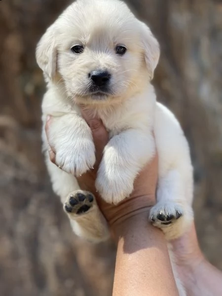 regalo golden retriver cuccioli