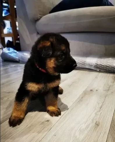 cuccioli di razza pastore tedesco