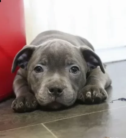 amstaff blue una femmina e due maschi 