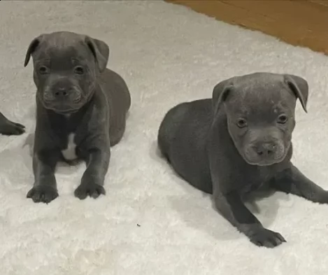 cuccioli american staffordshire vaccinati