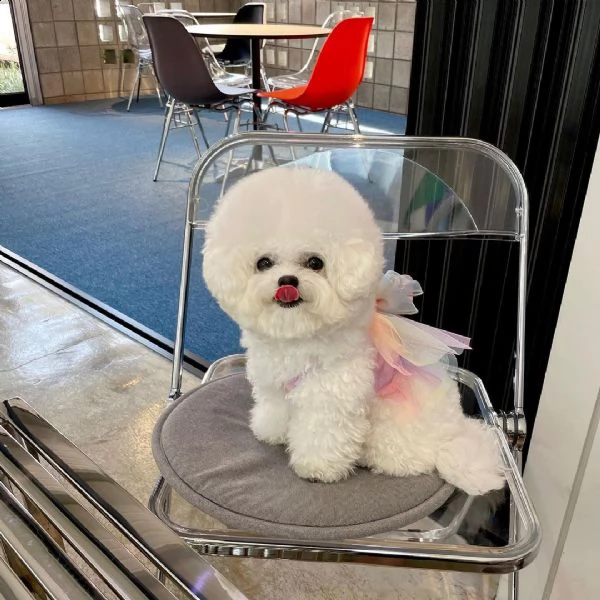  gli animali domestici bichon frise hanno avuto una bellissima cucciolata di bellissimi cuccioli bia