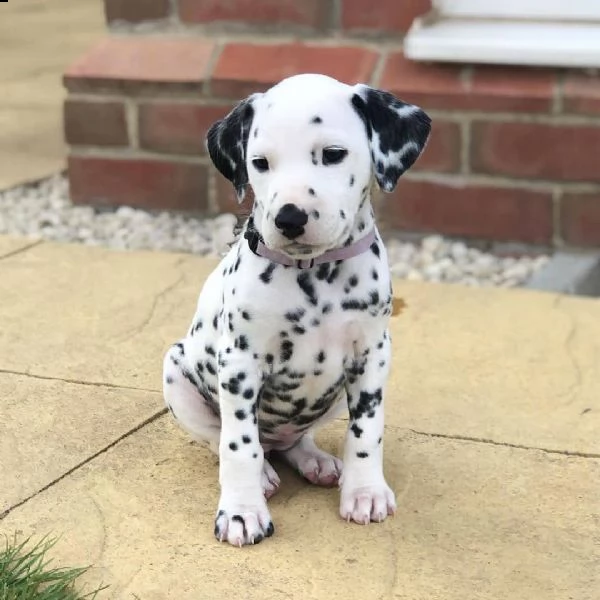 abbiamo un piccolo pezzo di cuccioli dalmata, hanno 12 settimane.