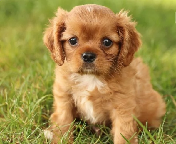  cuccioli di cavalier king  femminucce e maschietti disponibili per l'adozione gratuita