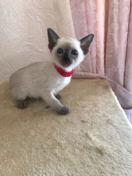 cuccioli di siamese di 3 mesi