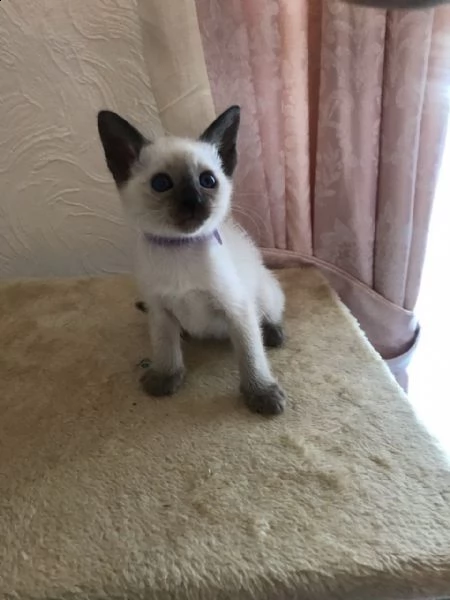 cuccioli di siamese di 3 mesi | Foto 1