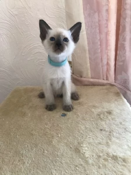 cuccioli di siamese di 3 mesi | Foto 0