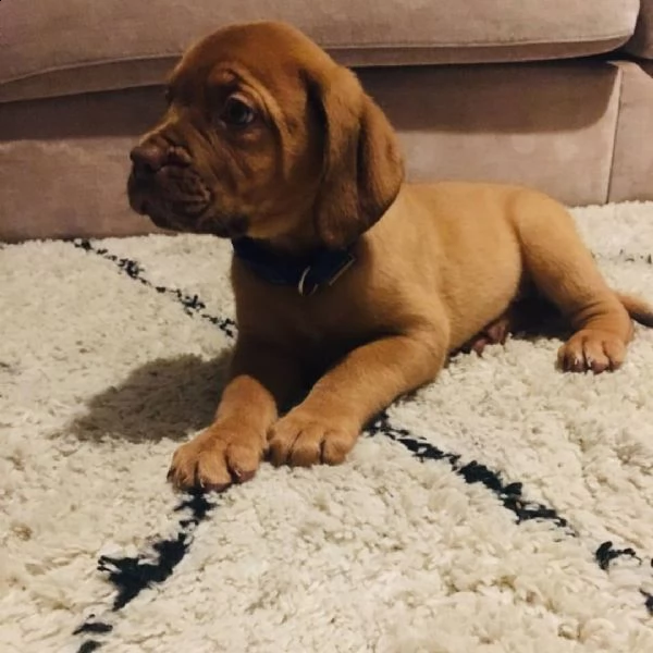 cuccioli di weimaraner per adozione