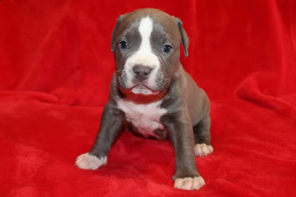 staffordshire terrier di colore blue e blue-fawn.