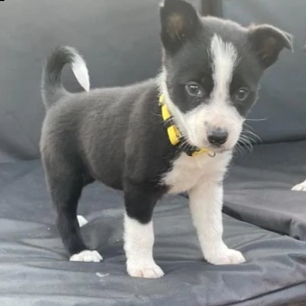 cuccioli border collie