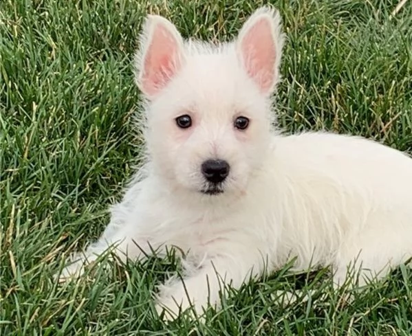 regalo adorabili cuccioli  west highland terrier bianco femminucce e maschietti disponibili