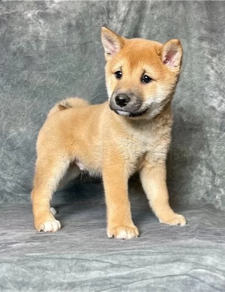 regalo due cuccioli di shiba inu per l'adozione