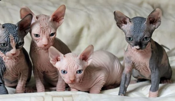 gattini canadian sphynx