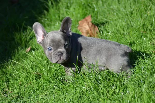 bouledogue francese blu maschio e femmina per natal  | Foto 6