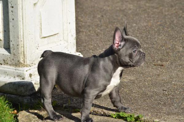 bouledogue francese blu maschio e femmina per natal  | Foto 5