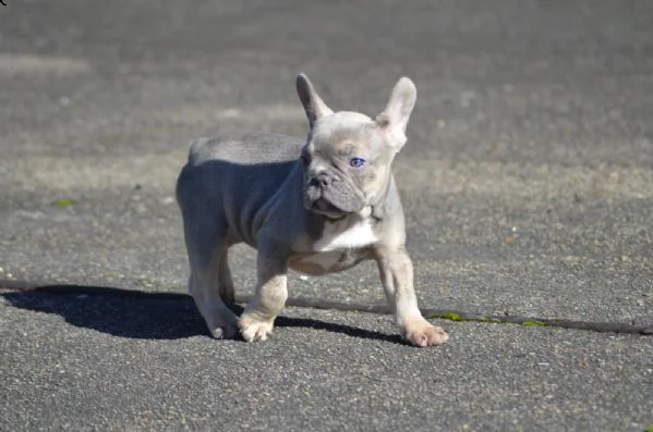 bouledogue francese blu maschio e femmina per natal  | Foto 4