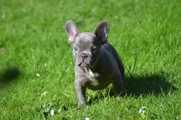 bouledogue francese blu maschio e femmina per natal  | Foto 3