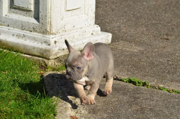 bouledogue francese blu maschio e femmina per natal  | Foto 2