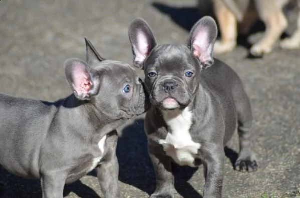 bouledogue francese blu maschio e femmina per natal 