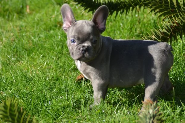 bouledogue francese blu maschio e femmina per natal  | Foto 1