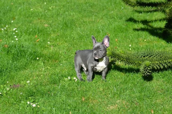 bouledogue francese blu maschio e femmina per natal  | Foto 0