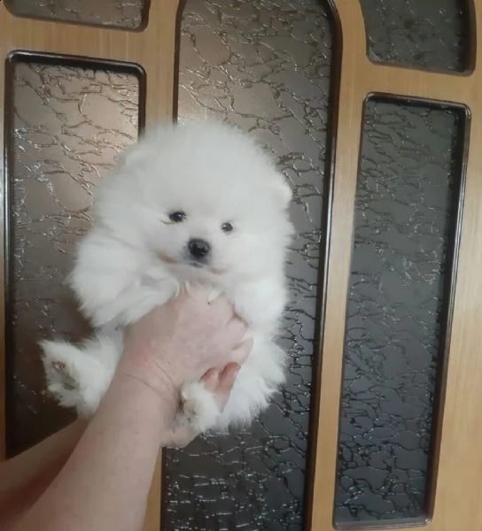 cuccioli di pomerania nani