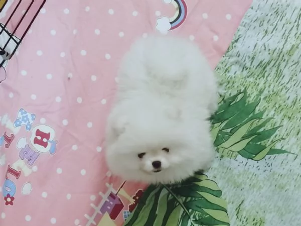 cuccioli di pomerania nani | Foto 0