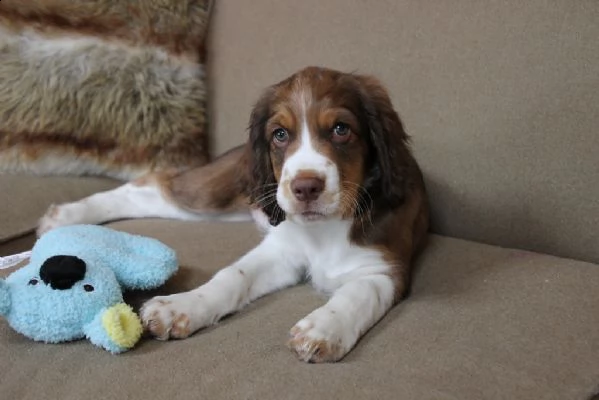 cuccioli di springer spaniel con pedigree enci