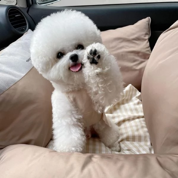  gli animali domestici bichon frise hanno avuto una bellissima cucciolata di bellissimi cuccioli bia