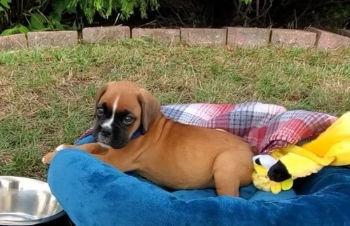 regalo estremamente carino cuccioli di boxer per l'adozione