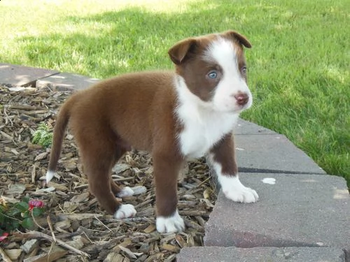 adorabili cuccioli  pastore australiano femminucce e maschietti disponibili