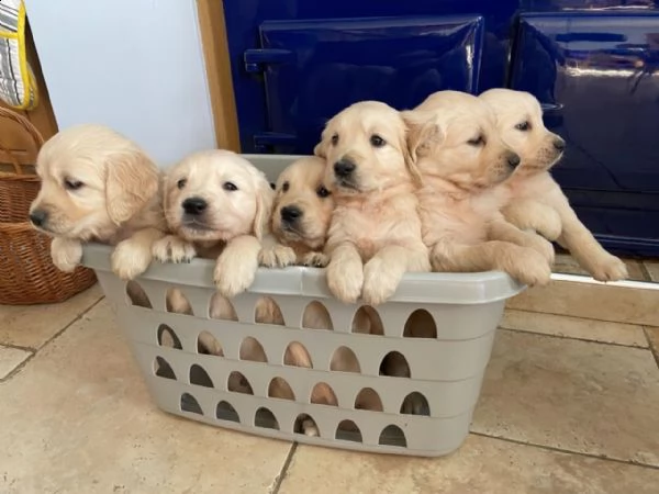 cuccioli di golden retriever pronti