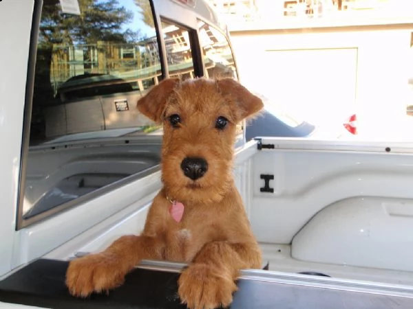 cuccioli di irish terrier con pedigree enci