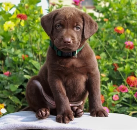 labrador james abbiamo dei bellissimi cuccioli che sono stati entrambi completamente testati per la 