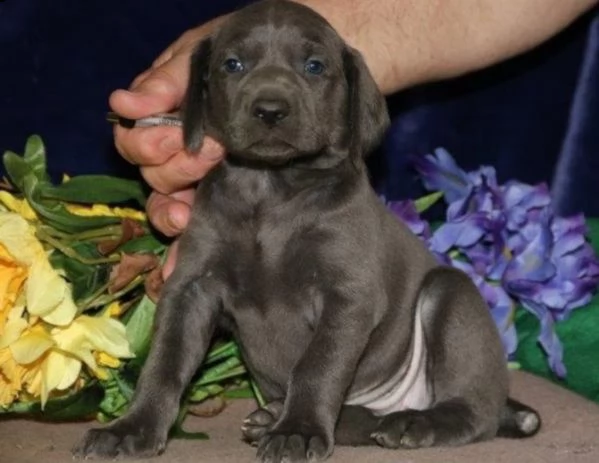 weimaraner  maschio e femmina.