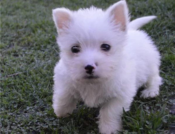 regalo adorabili cuccioli  west highland terrier bianco femminucce e maschietti disponibili