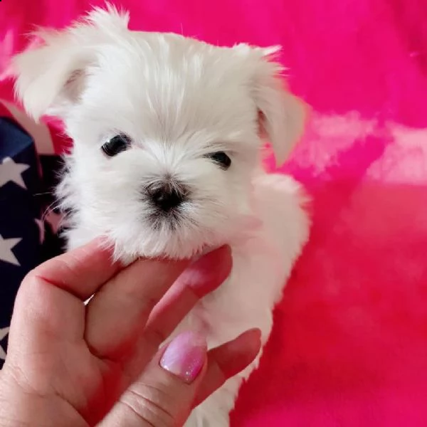 cuccioli di maltese mini toy | Foto 0