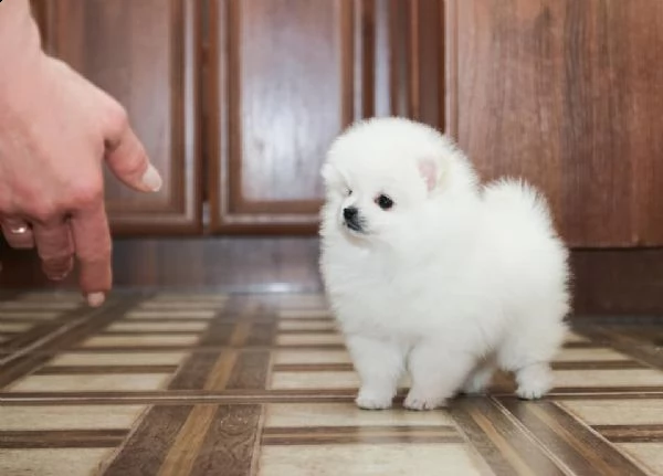 cuccioli di pomerania nani