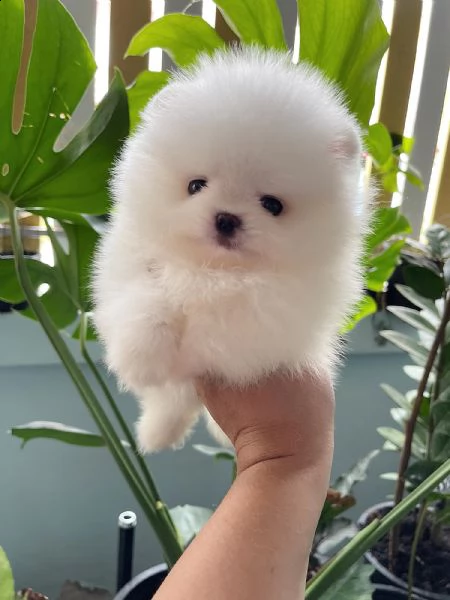 dolci cuccioli di spitz pomerania disponibili