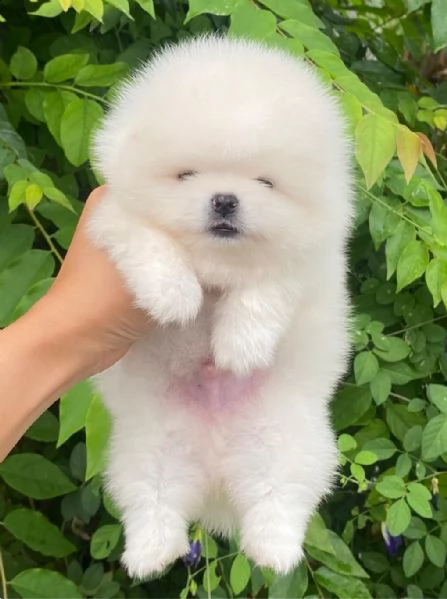 dolci cuccioli di spitz pomerania disponibili | Foto 0