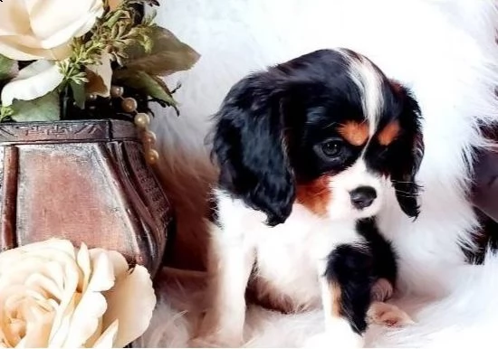  cuccioli di cavalier king  femminucce e maschietti per l'adozione gratuita