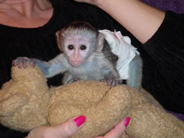 scimmie cappuccino regalo del bambino carino e adorabile per l'adozione | Foto 0