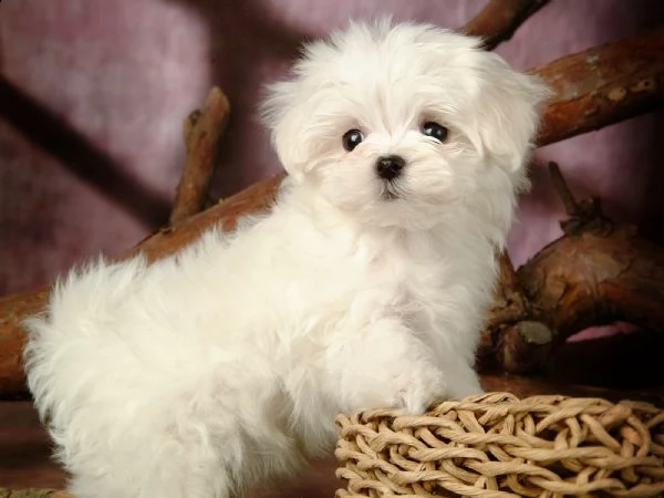 cucciolo cucciola di maltese femmina | Foto 0