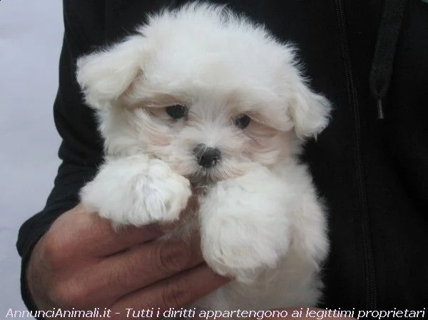 cucciolo cucciola di maltese femmina