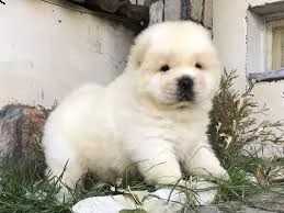 cucciolo di chow chow tenerissimi intrigantissimi e buonissimi di 70 giorni sia maschi che femmina o